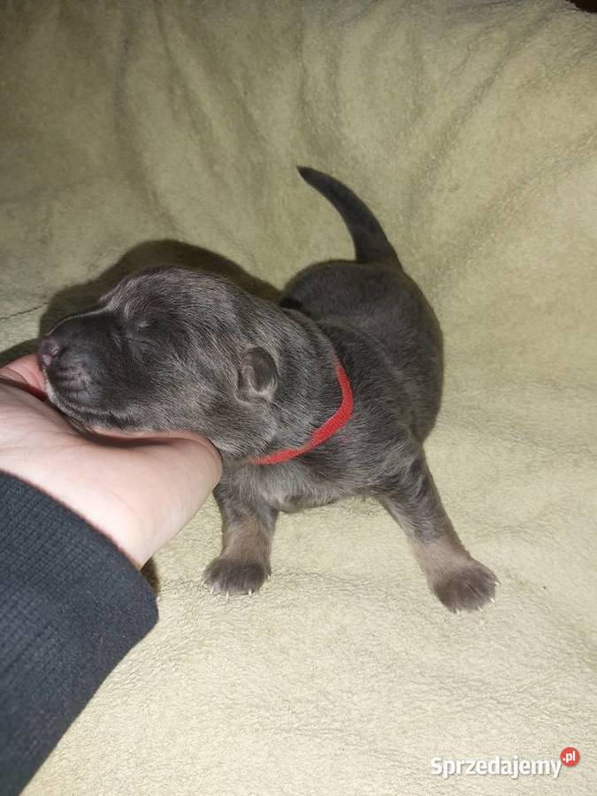 Owczarek niemiecki szczenięta Wojtal