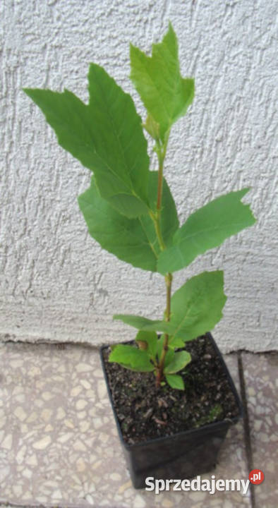 PLATAN KLONOLISTNY sadzonki 50 w doniczkach Ustronie