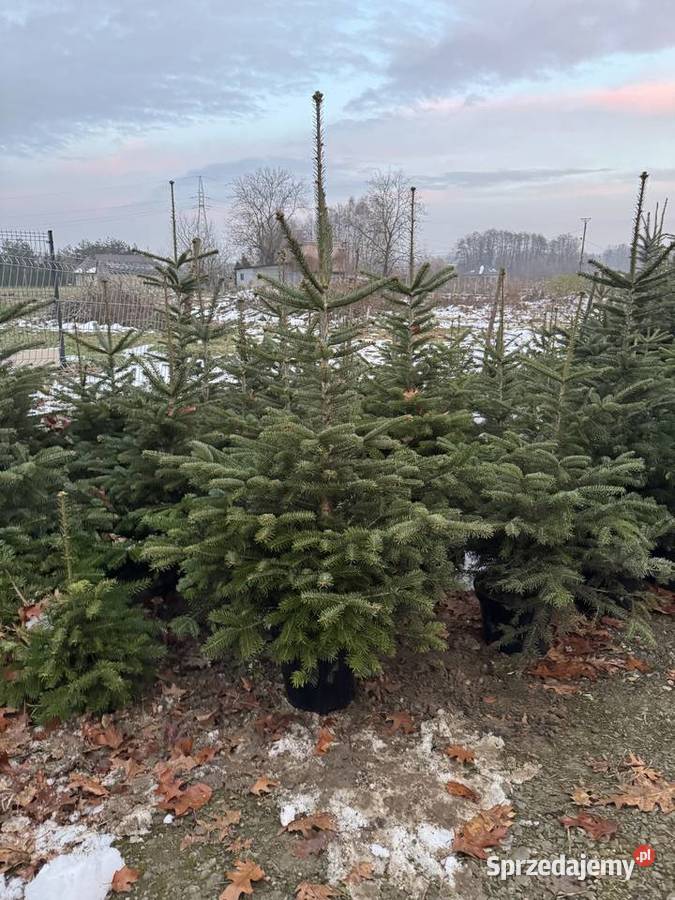 Choinki Jodły Kaukaskie Świerki