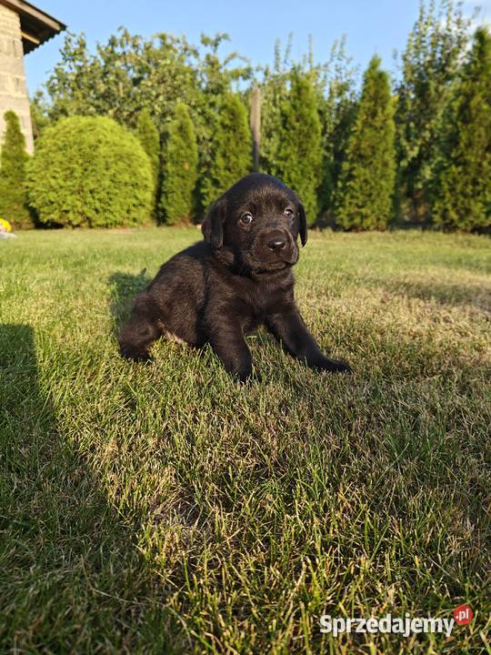 Labrador Retriever szczeniaczki czarne rodowód Chynów