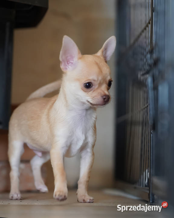 PIESEK rodowód FCI Wwy