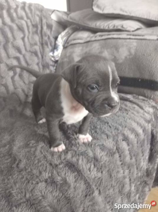 Miot Pieknych Amstaff Blue Silne Szczeniaki Gdańsk