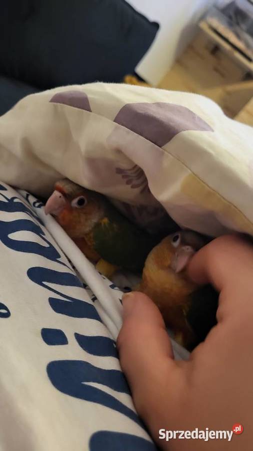 Rudosterki ręcznie karmione Ptaki Sulbiny