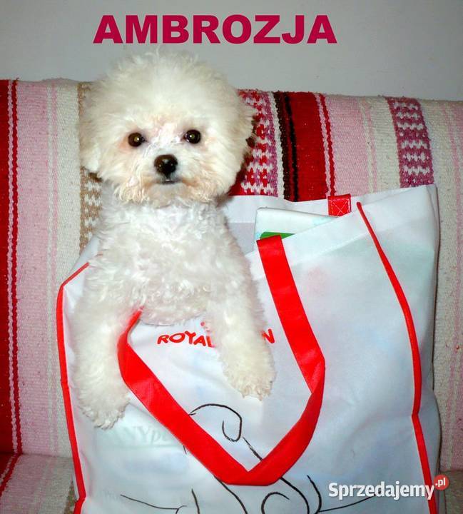 piękne szczenięta bichon frise rodowód FCI do Wrocław