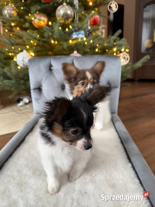 Papillon szczeniak Spaniel kontynentalny śląskie Dudki sprzedam