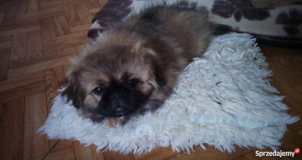 Suczka Pekińczyk Pekińczyk łódzkie Koluszki