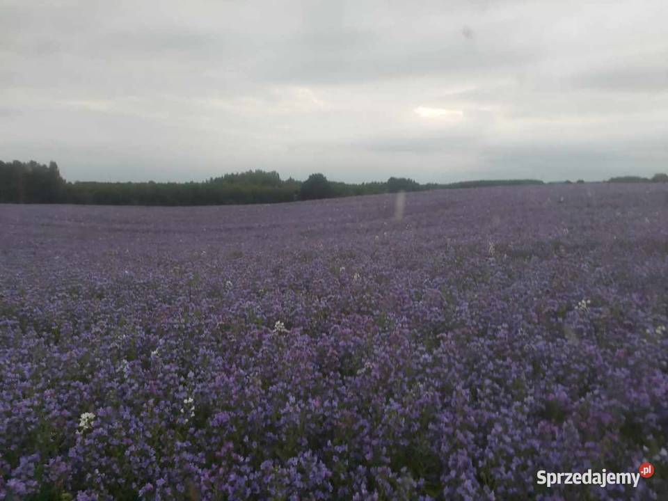 Żmijowiec Babkowaty Pozostałe wielkopolskie