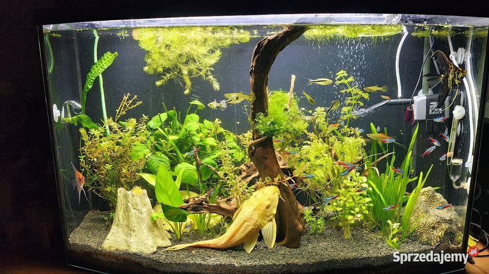 Samica zbrojniki 37 Toszek sprzedam