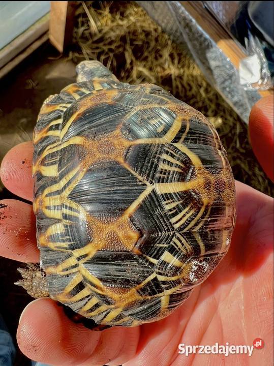 Żółw lądowy grecki promienisty lamparci Jeżów Sudecki sprzedam
