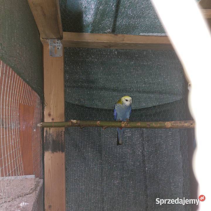 Sprzedam papugi rozele bladoglowe para Serby