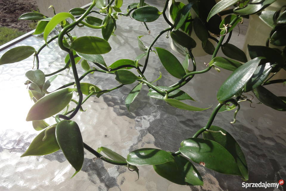 Wanilia pnącze sadzonki Złotów sprzedam