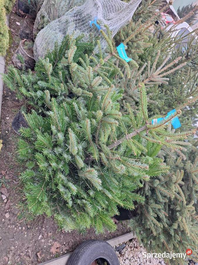 już mamy Jodły kaukaskie i choinki cięte i Ciechanowiec