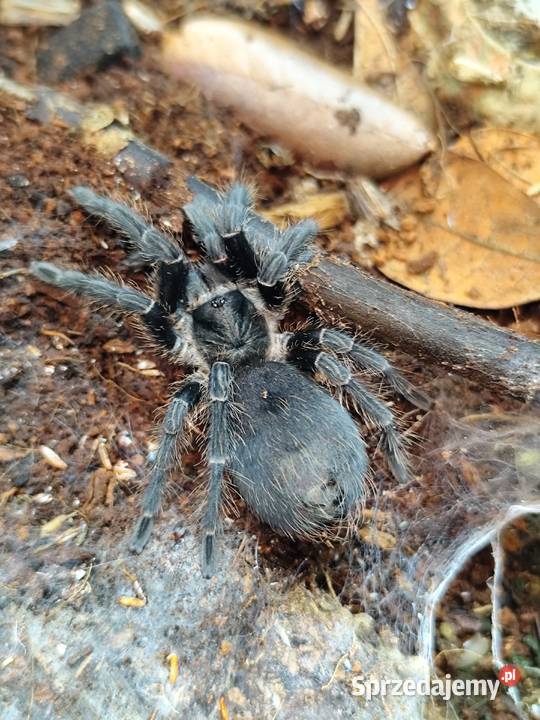 Ptaszniki samice sprzedam