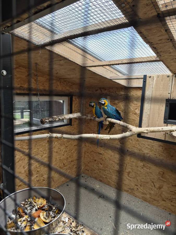 Para ary ararauny Ptaki Przeworsk