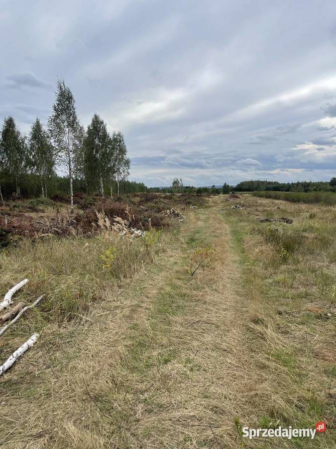 Sprzedam działkę budowlaną z warunkami zabudowy Korzyce sprzedam