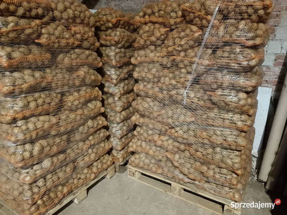 Ziemniaki jadalne denar vineta Kamocin sprzedam