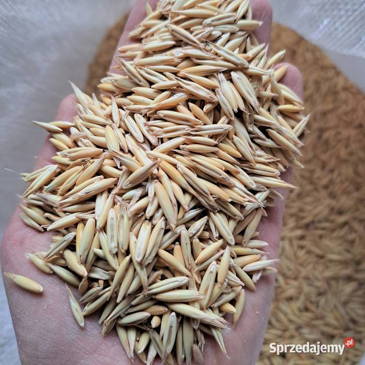 Owies zbiór 2025 gorczyca facelia słonecznik Chełm