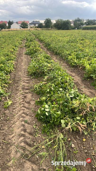 Ścinarka do fasoli lubelskie Zubowice