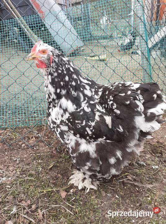 Sprzedam jaja lęgowe Kochin Olbrzymi Nakrapiany Drób i ptactwo podkarpackie Harasiuki sprzedam