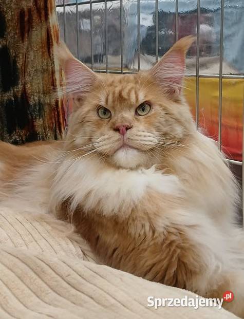 Maine Coon kocurki Warszawa mazowieckie
