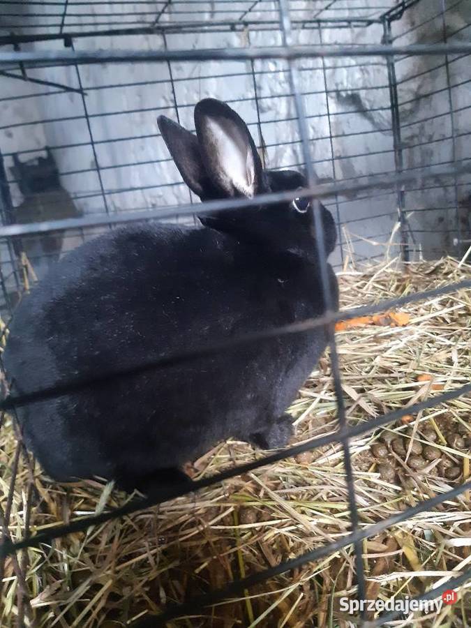 Królik miniaturka Rex samica Poddębice