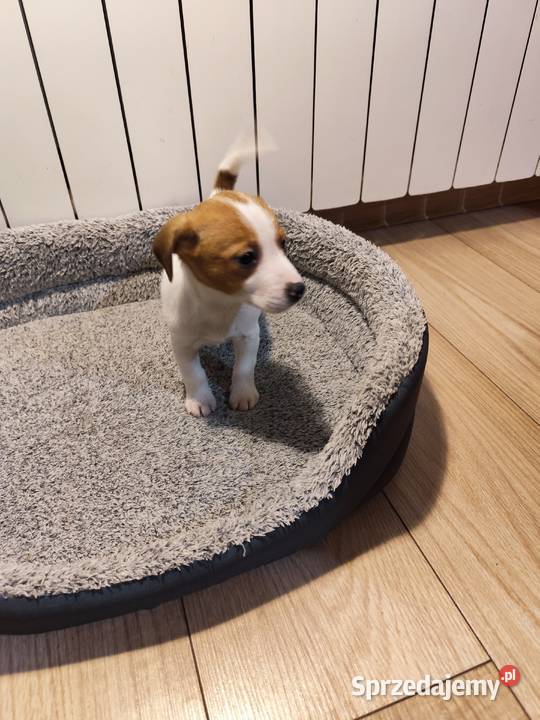 Jack Russell terrier Piątek