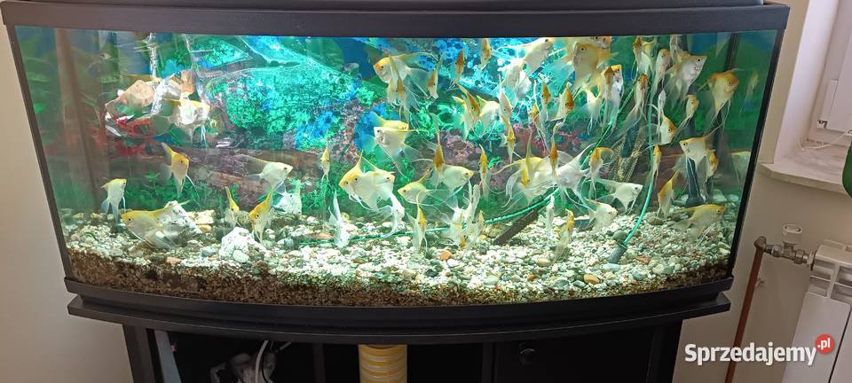 Akwarium 220 l wyposażone podkarpackie sprzedam