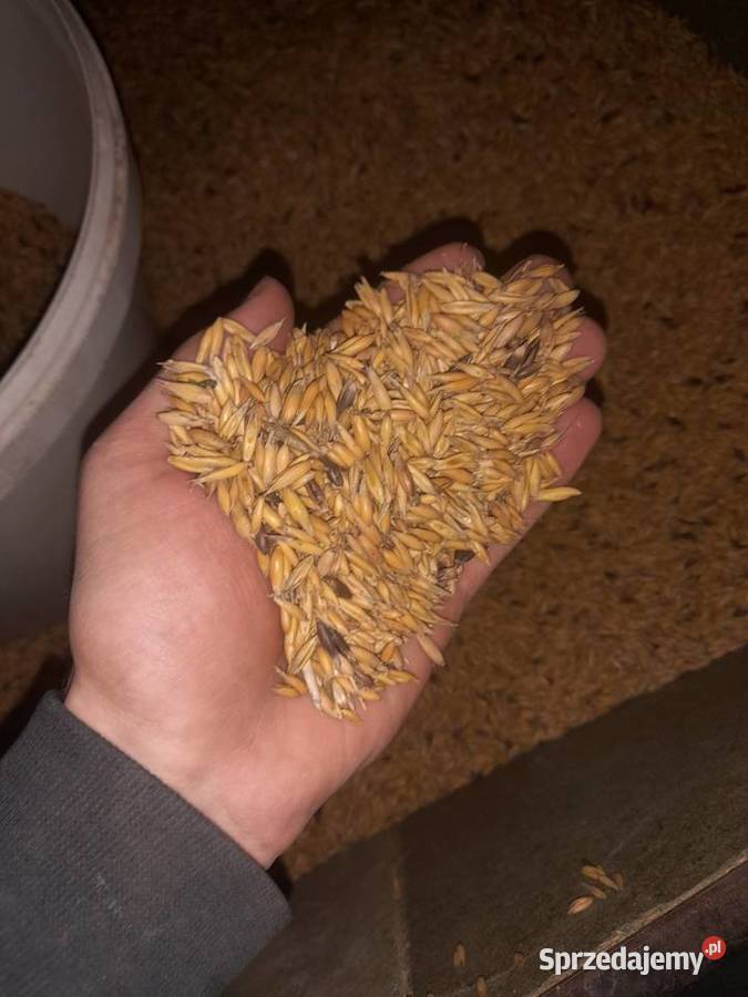 Owies gorczyca podkarpackie Wara