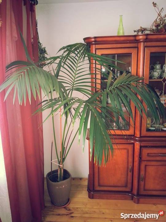 Palma kencja Howea Nowe Wrońska sprzedam