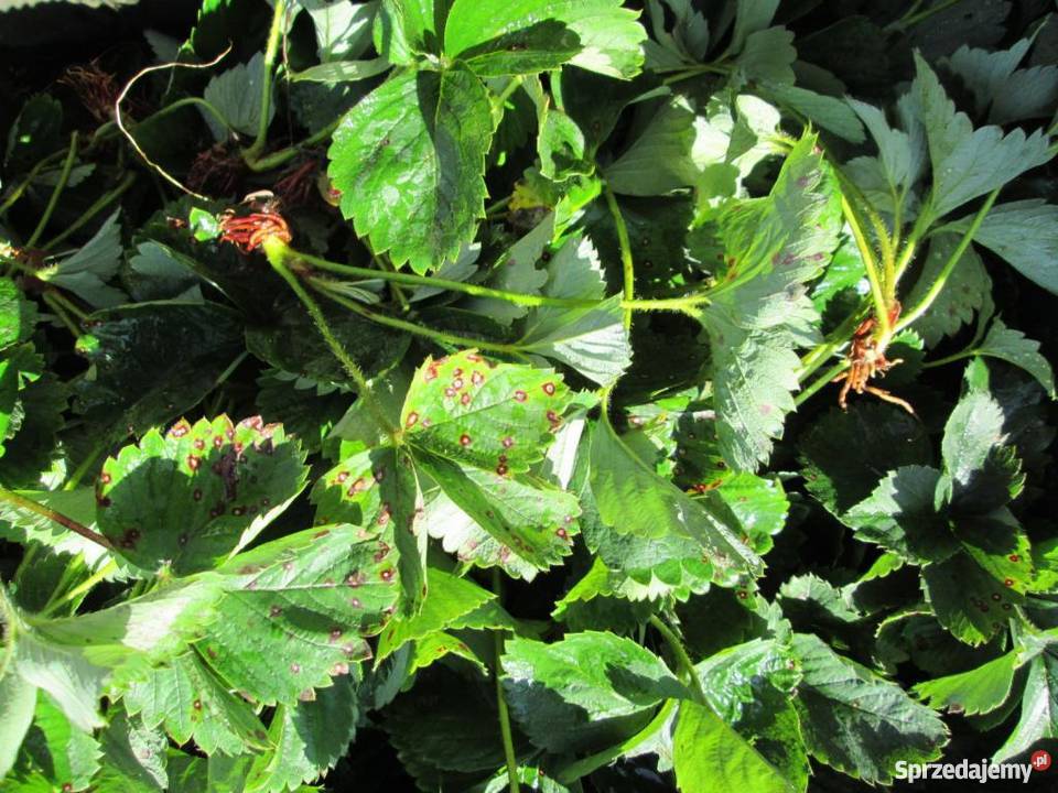 sadzonki truskawek sprzedam