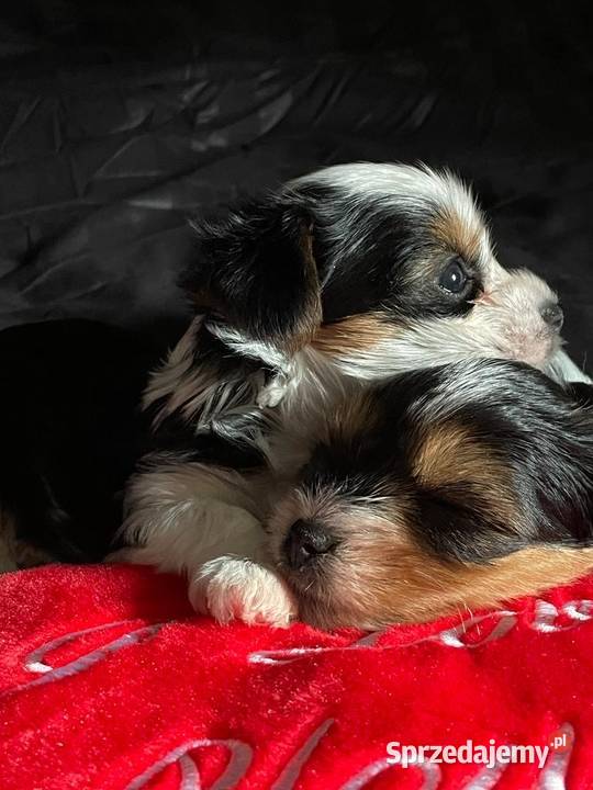 Yorkshire Terrier Biewer