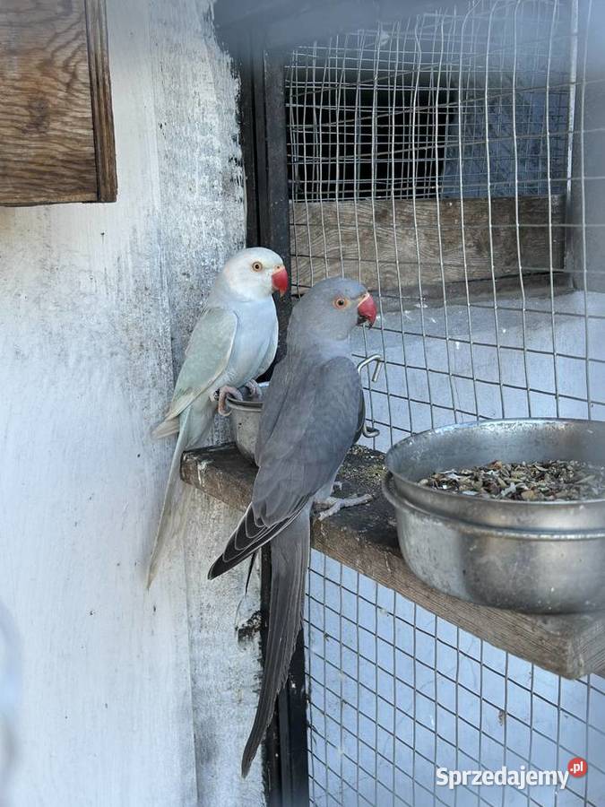 Parka Aleksandretty Raszków