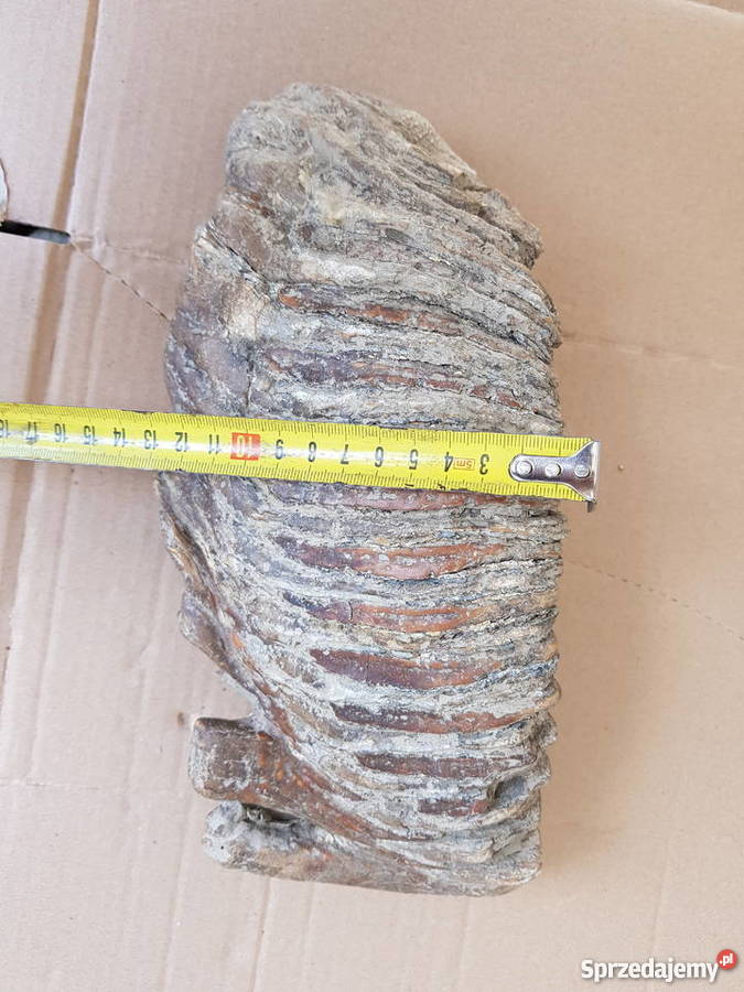 Ząb Mamauta Kraków