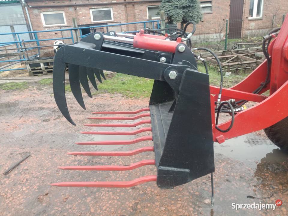 Krokodyl masywny Pępowo