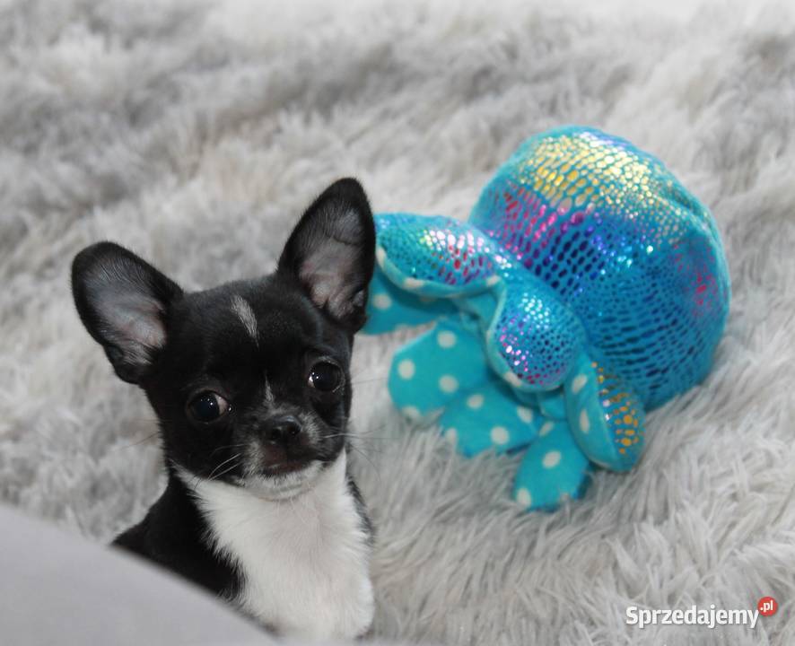 Chihuahua krótkowłosa sunia ZKwP FCI
