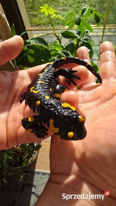 Gekon kameleon jaszczurka salamandra Kijany sprzedam