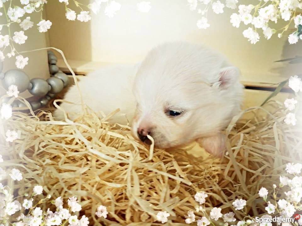 Luxusowe Pieski Boo Pomeranian DO REZERWACJI