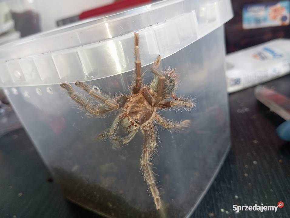 Ptasznikipająki Przemków