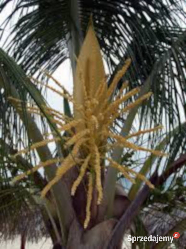 WINODAŃ WACHLARZOWATA Borassus flabellifer kujawsko-pomorskie Lubanie