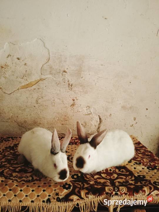 Sprzedam młode samce sprzedam