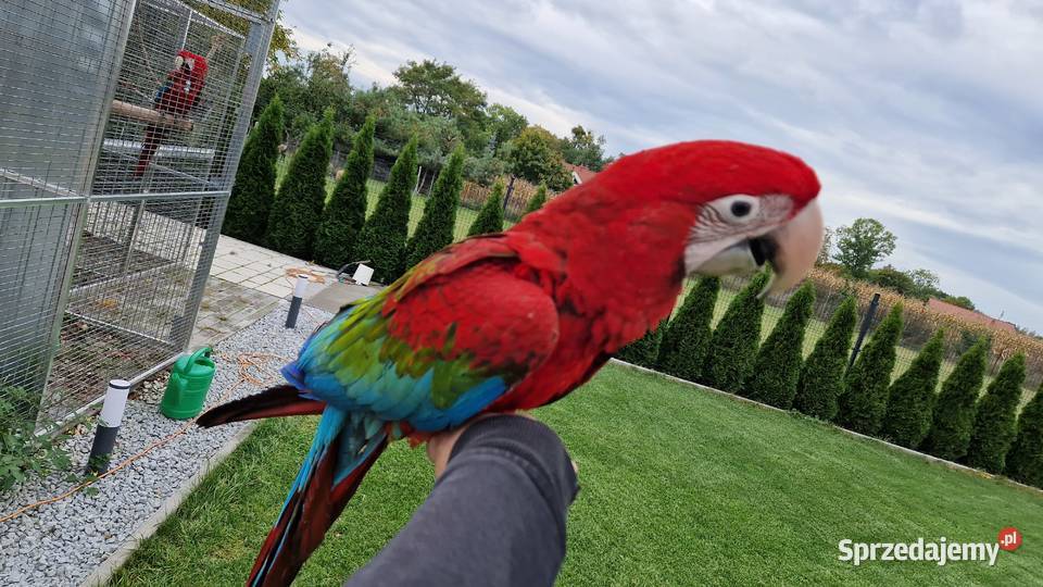 Ara chloroptera samica 6 miesiecy Rogoż