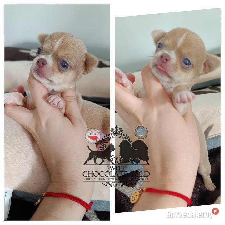 Suczka Chihuahua krótkowłosa liliowa rodowód Zwierzęta Bełchatów sprzedam