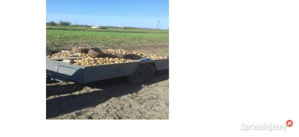 Ziemniaki ekologiczne Wysyłka świętokrzyskie Bukowa