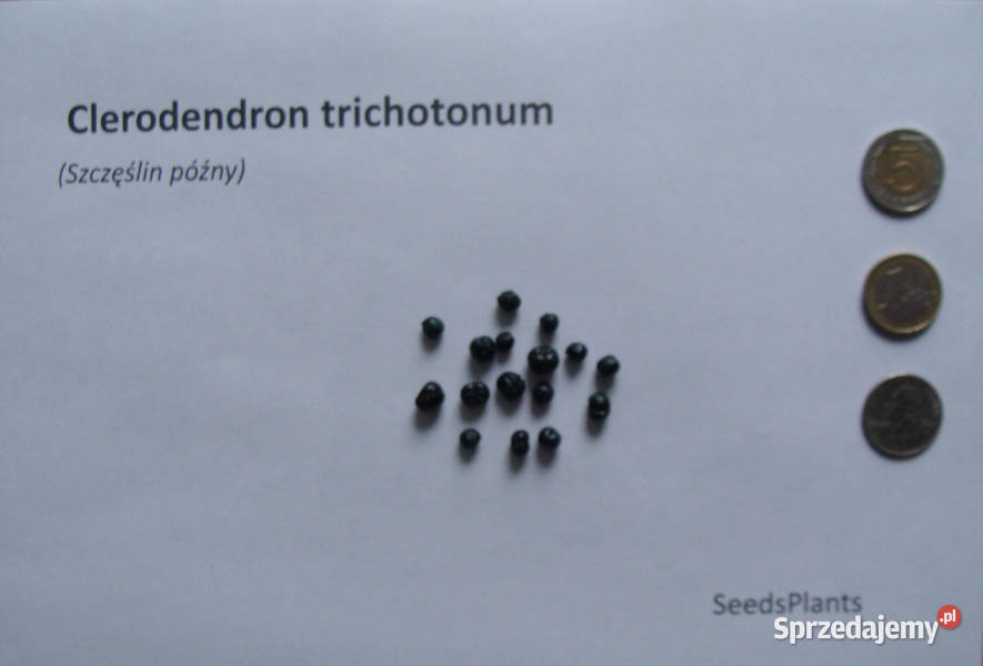 SZCZĘŚLIN PÓŹNY Clerodendron trichotonum NASIONA Nasiona