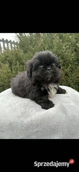 Piekińczyk trzy samce szczeniaki małopolskie