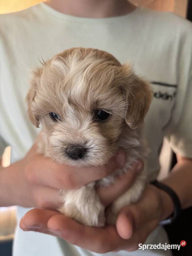 Maltipoo iniaturka do 15 F1 Częstochowa sprzedam