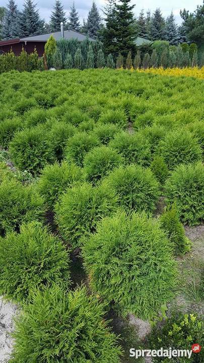 Thuja Woodwardii 5070 kula zielona PRODUCENT łódzkie Rydzyny