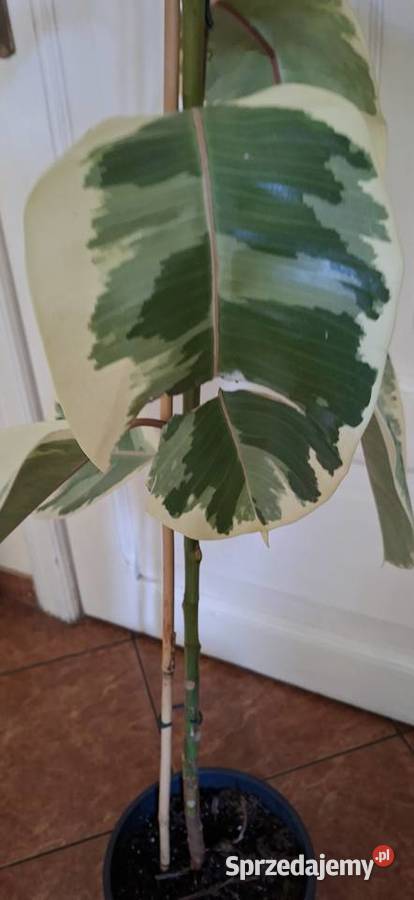 Piękny Fikus Sprężysty Tineke Ficus elastica Morąg