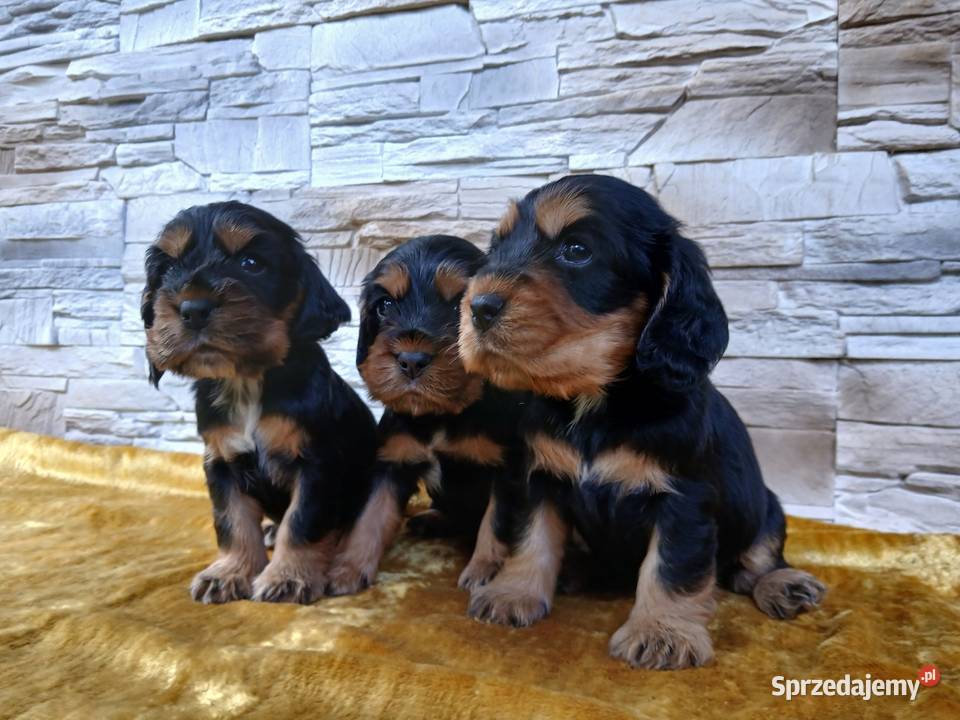 Śliczne Szczenięta Cocker Spaniel Angielski Sieradz