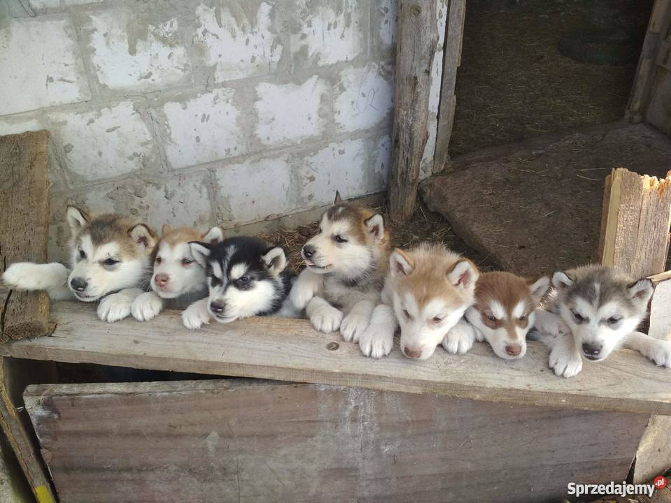 Sprzedam szczeniaki rasy alaskan malamute Pozostałe Reszkowce sprzedam